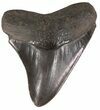 Serrated, Grey Megalodon Tooth - Georgia #52799-2